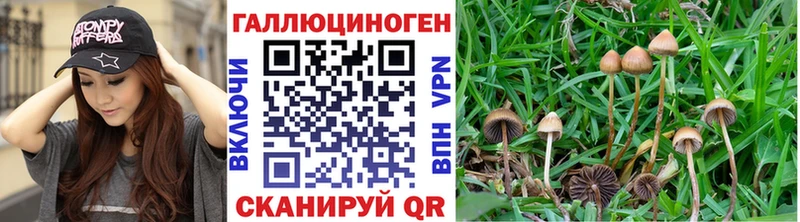 Галлюциногенные грибы Psilocybe  Купить закладки  Городовиковск 